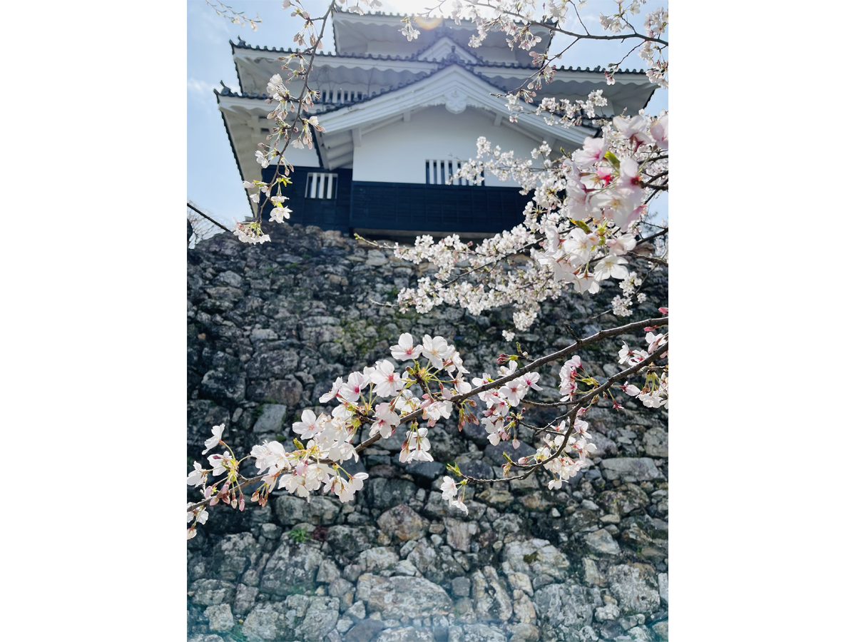 春まつり（さくら）