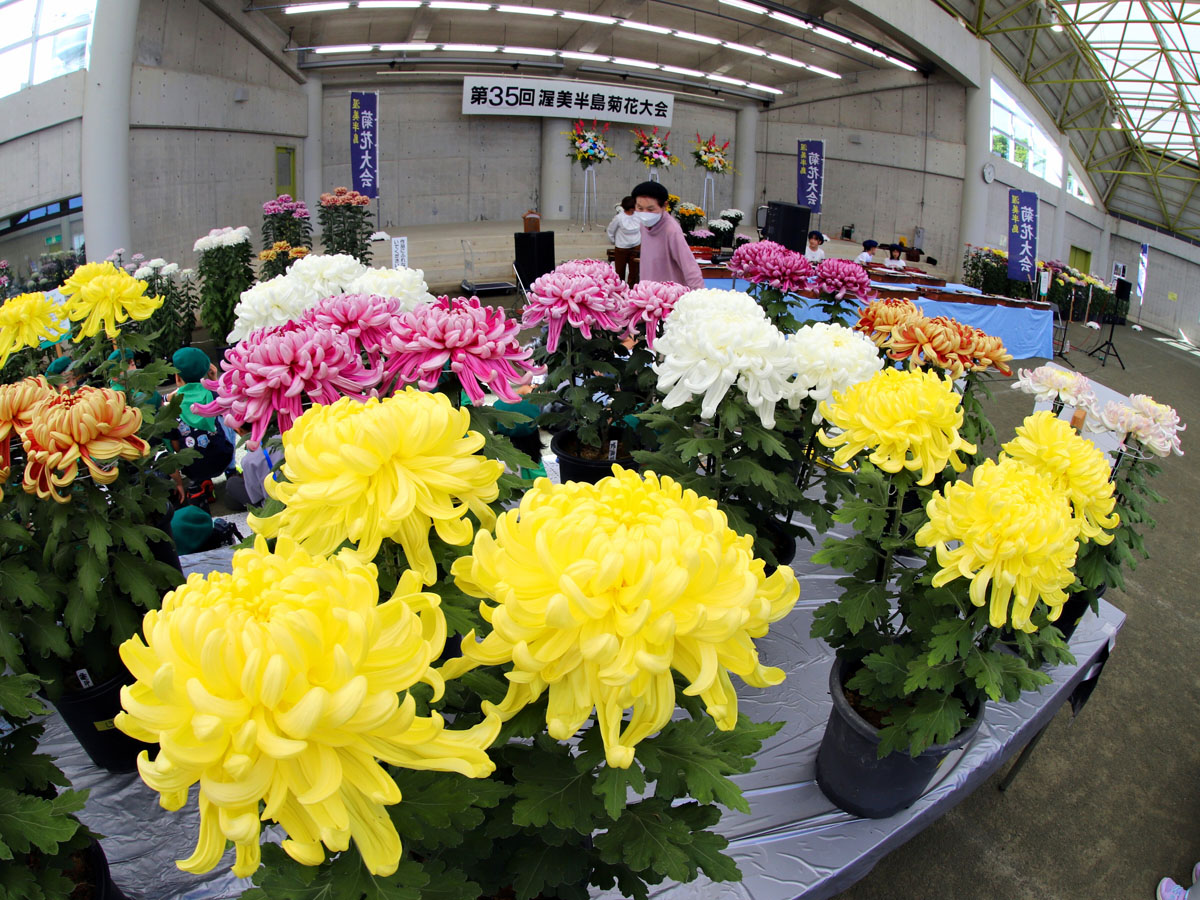 渥美半島菊花大会