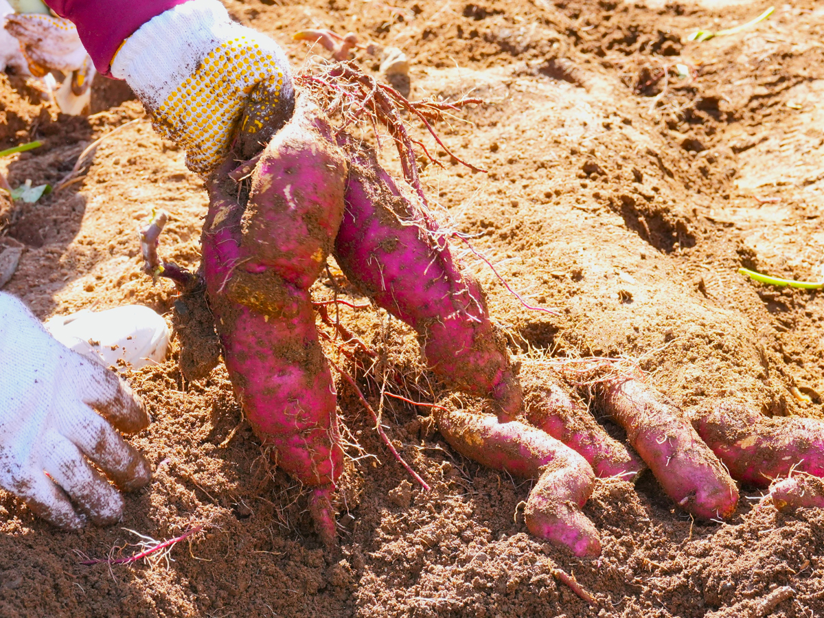 とよね村 里山体験BOOK