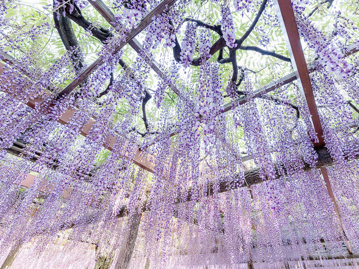 เทศกาลดอกวิสทีเรียที่โอวาริทสึชิมะ (สวนเท็นโนกาวะ)