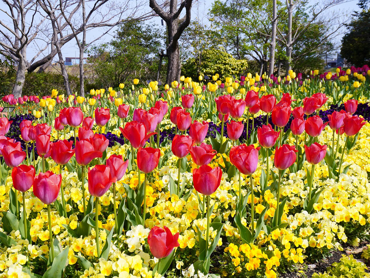Denpark Flower Festival