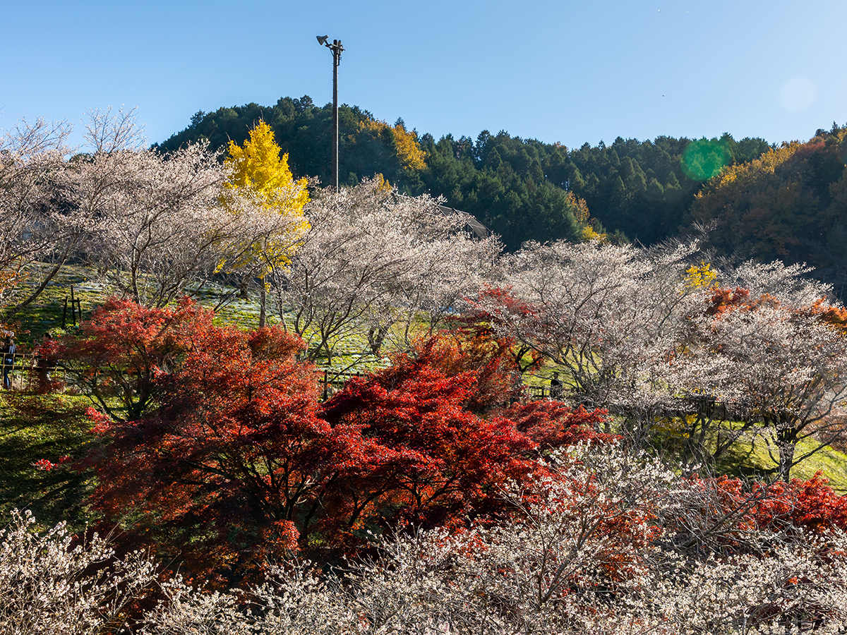 Obara Shikizakura Four-Season Cherry Blossom Festival