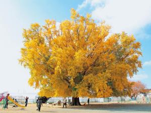 大和の大いちょう　ライトアップ