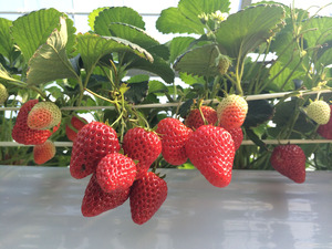 いちご狩り　ニュー渥美観光