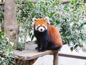 豊橋総合動植物公園,のんほいパーク