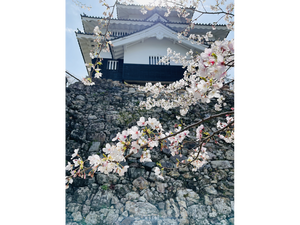 春まつり（さくら）