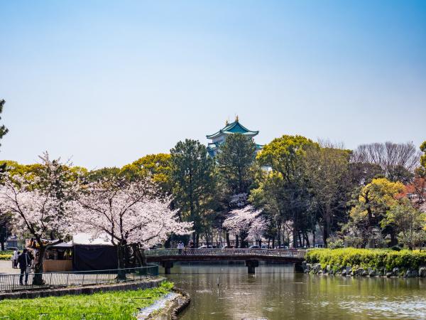 名城公園の桜